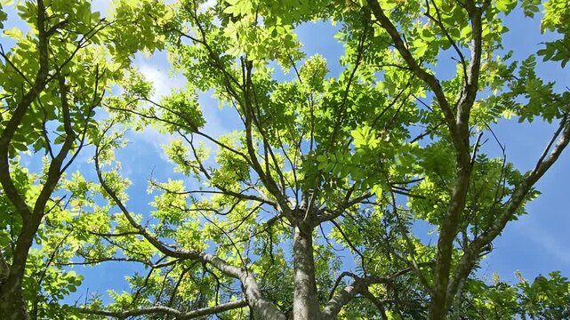 The leaves of trees are beautiful in summer.