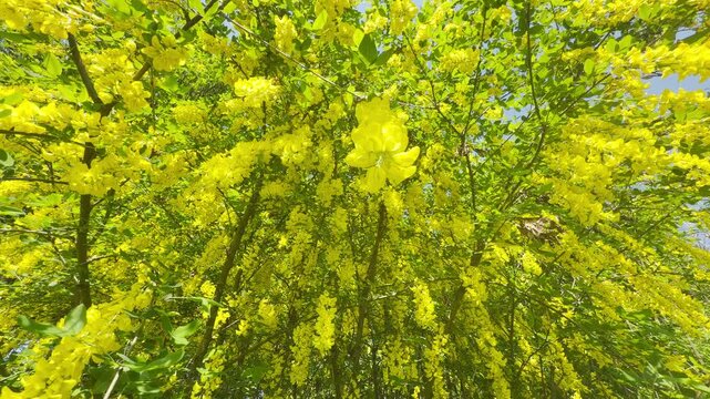 Massive clusters of bright yellow flowers fill the tree branches from a low angle view. Small green leaves are nestled throughout the dense golden ceiling. Warm sunlight passes through vibrant foliage
