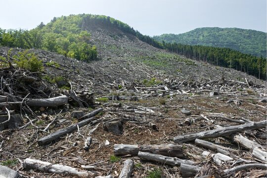 Clear-cut mountainside covered with logging debris and tree remnants, revealing extensive deforestation and ecosystem disturbance.
