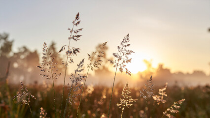 Obraz premium Wild grass stems covered in morning dew drops against a soft golden sunrise background