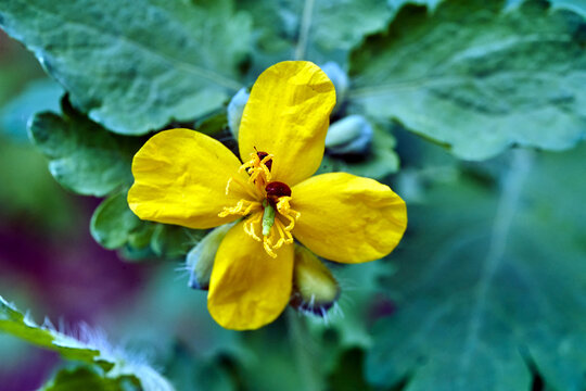 Close-up of a blooming yellow aconite flower in a meadow in spring