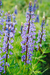 Obraz premium Lupinus polyphyllus field with blue flowers in selective focus