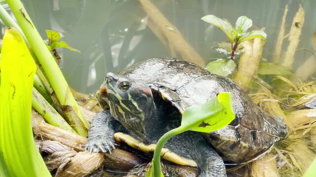 A red-eared slider turtle sits amidst thick aquatic plants and reeds near the water's edge. Its calm resting behavior occurs alongside the distant, bustling background noise of a public spring park.