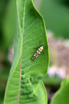 Macro shot of an intricate Ailanthus webworm moth Atteva aurea displaying its checkered orange and white warning patterns on a milkweed leaf in Marshall Michigan.