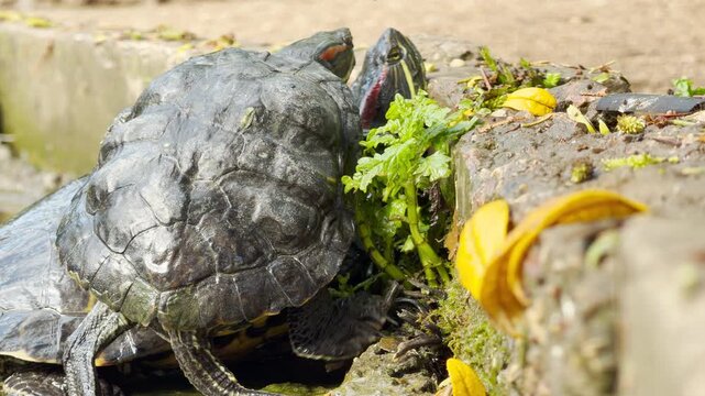 Two red-eared slider turtles scramble up a mossy stone wall from the water. Their slow movements take place against the background hum of a bustling city park in springtime.
