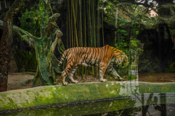Obraz premium Majestic tiger in lush habitat.