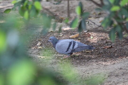 pigeon in the garden