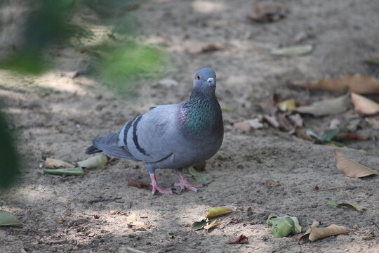 pigeon on the grass