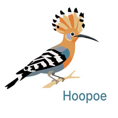 Isolated educational kids flashcard with a cute hoopoe bird on a branch and text. Flat vector exotic bird illustration for learning English vocabulary on white background. EPS 10 © SellyMoon 
