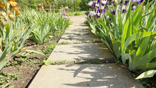 A ground-level stone walkway stretches between lush rows of vibrant purple, orange, and white irises. The sun-drenched garden environment fills the air with a distant city hum and birds singing.
