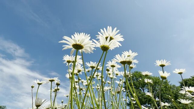 A cluster of white daisies stretches upward into a bright blue sky with light clouds. Their slender green stems sway softly in the open meadow. A gentle city hum pairs with melodic singing of birds.