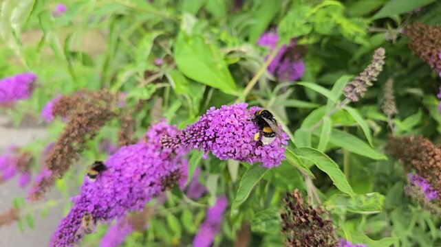 Bumblebees pollinating purple buddleja flowers in garden.