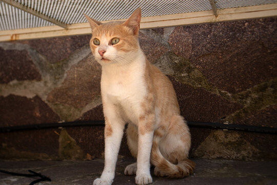 Gatto domestico dal pelo bianco e arancione seduto in posa fiera che guarda dritto nell'obiettivo con uno sfondo rustico in pietra