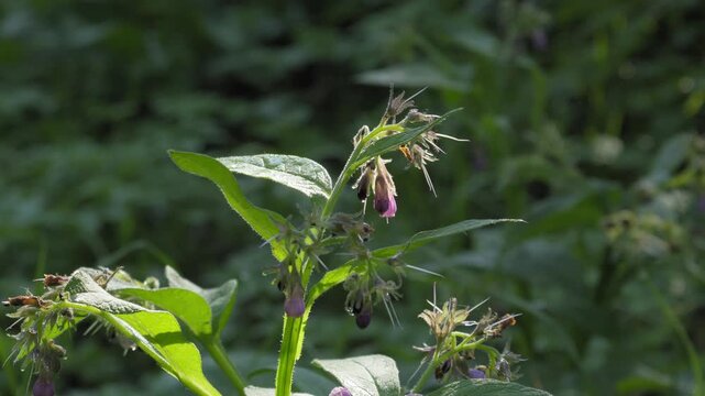 Close-Up of Wild Comfrey Flowers in Sunlight - 4K Slow Motion Nature Footage