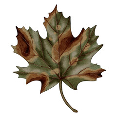 Naklejka premium Hand painted watercolor maple leaf and maple seed. Autumn leaves. Children's illustration. Suitable for books, packaging, postcards and children's clothing.