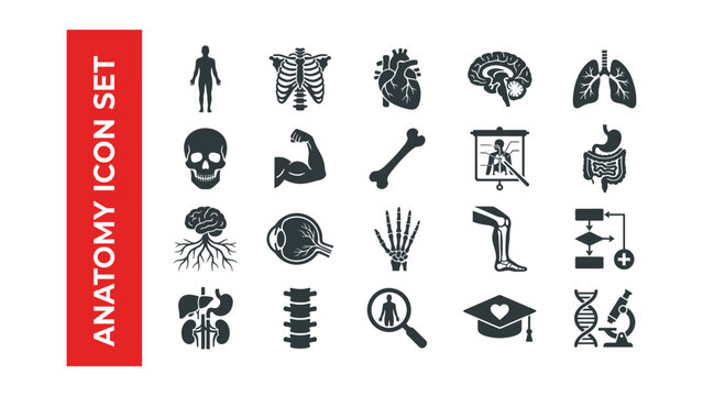 Medical anatomy icons set including human body parts and science symbols  health and biology graphics