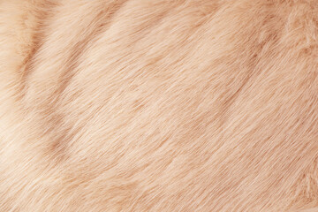 Fototapeta premium Beautiful close up view of soft beige animal fur texture detail providing cozy warm background