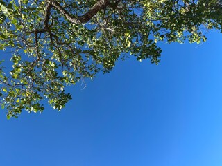 Fototapeta premium A blue sky framed by green mangrove trees
