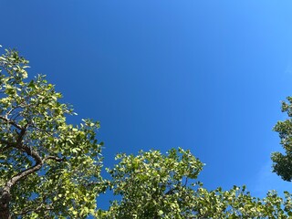 Fototapeta premium A blue sky framed by green mangrove trees