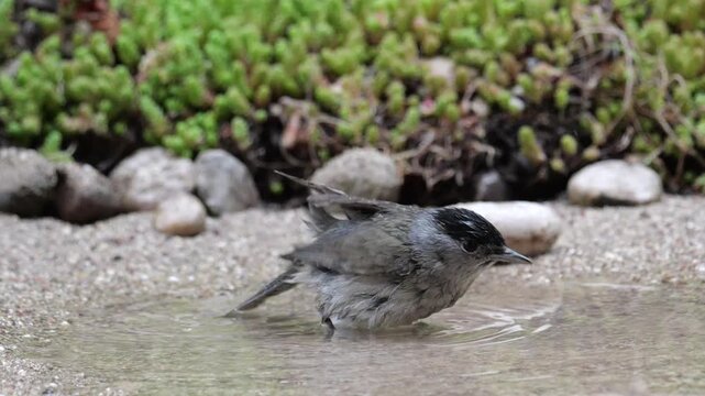 Male of Blackcap (Sylvia atricapilla), bathing, taking a bath in a puddle with cloud of spray, in slow motion	