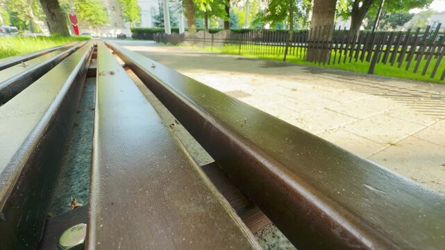 Smooth wooden bench slats gleam next to a paved promenade shaded by leafy green trees. The surrounding urban landscape begins to stir, resulting in a low, muffled roar of distant traffic.