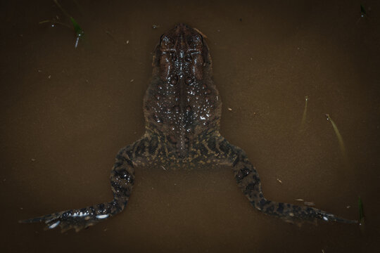 American Toad in water