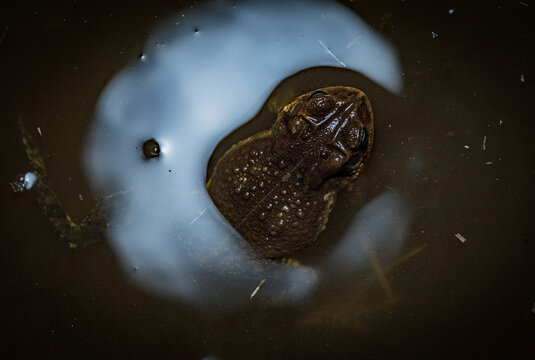 American Toad in water