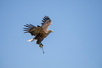 Obraz premium White-trailed sea eagle catch a chicken