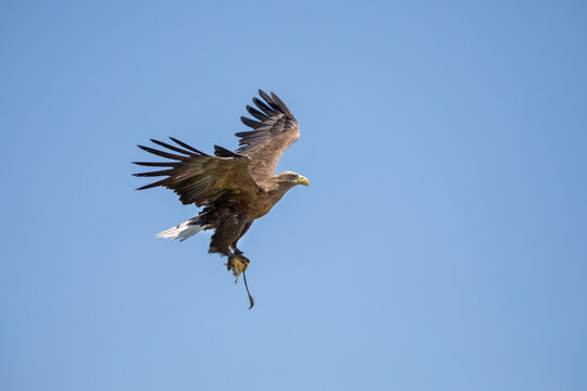 White-trailed sea eagle catch a chicken