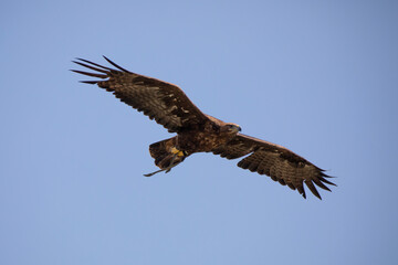 Fototapeta premium A eagle soaring throught the air 