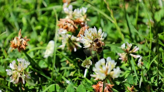 Close-up shot of several bees diligently collecting nectar and pollen on blooming white clover. The insects are actively working, moving from one flower head to another.