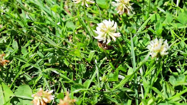 A busy bee diligently collects nectar, flying from one white clover flower to another on a sunny day. This macro video captures the hardworking insect, natural beauty of wild flora, plant pollination,