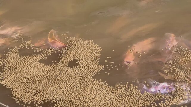 Slow motion close-up of red tilapia fish feeding on pellets at a floating fish farm in Vietnam