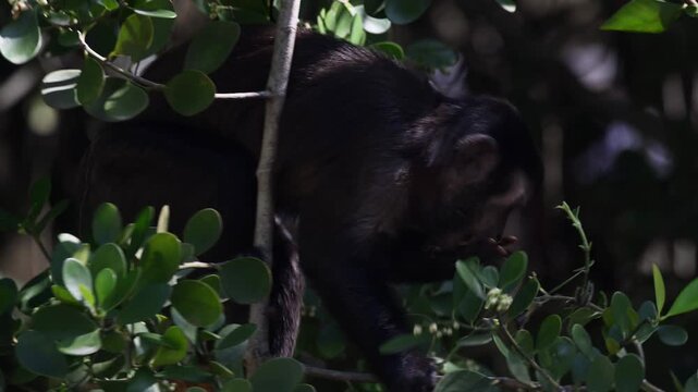View of a capuchin monkey perched among green leaves in a tree in Rio de Janeiro, State of Rio de Janeiro, Brazil.