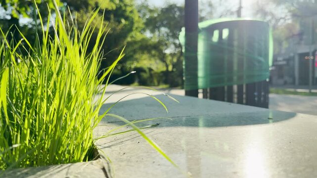 A vibrant tuft of green grass catches the bright morning sunlight next to a polished stone surface. In the background, a low and steady hum of distant city traffic fills the ambient air.