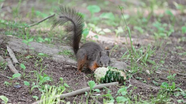Cute Eurasian Red Squirrel Chewing Green Pine Cone on Forest Floor