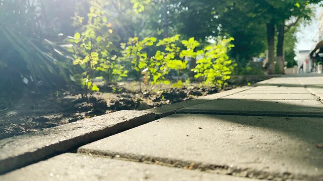 A stone tile sidewalk runs alongside a garden bed filled with fresh green bushes. The bright morning sunlight streams through the trees, filtering the distant hum of the morning city.