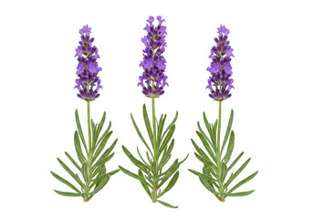 Fototapeta premium Three sprigs of fresh lavender isolated on transparent background
