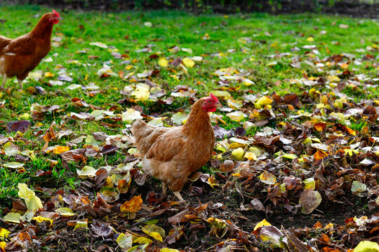 Freilaufende H&uuml;hner bei der Futtersuche im bunten Herbstlaub auf einer Wiese am Bodensee