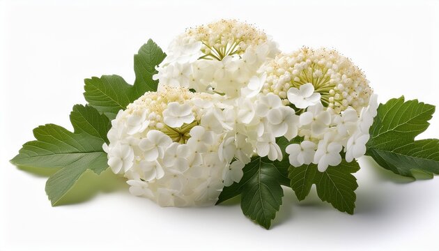 Viburnum Opulus Roseum Also Known As Snowball Bush Featuring Spherical Clusters Of White Flowers And Lush Green Leaves Isolated On White Background