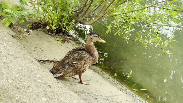 A female mallard duck rests quietly on a sloped concrete shoreline. She looks out over the calm, green water beneath overhanging tree branches in a peaceful park setting.