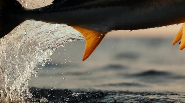 Atlantic Swordfish Breaching at Sunset in the Open Ocean