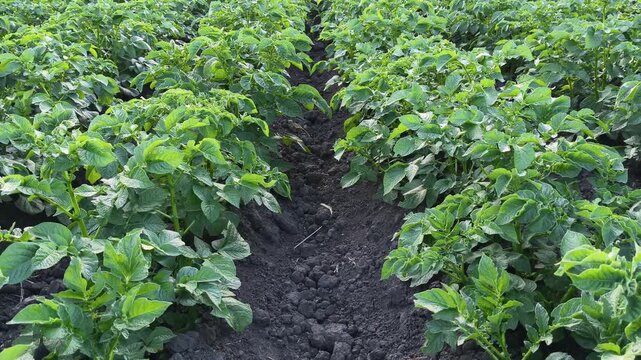 Fresh green potato bushes growing in straight long rows on a fertile agricultural field. Organic farming and food production concept.