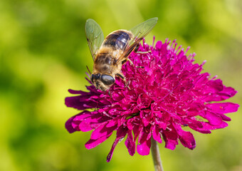 Schwebfliege auf mazedonischer Witwenblume © Karl