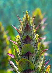 Fototapeta premium Bärentatze Blütenstand Acanthus mollis Blütenknospe