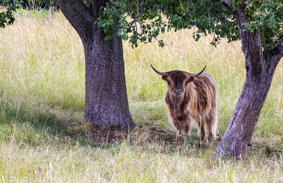 Hochlandrind sucht Schatten