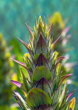 B&auml;rentatze Bl&uuml;tenstand Acanthus mollis Bl&uuml;tenknospe