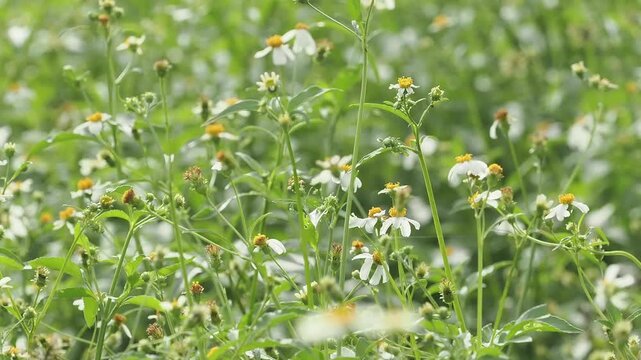 Bidens alba or spanish needle is a wildflower found in meadows, serving as a nectar source for pollinators. It is a rapidly spreading weed, but is used medicinally.