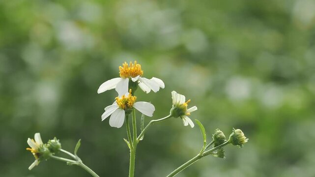 Bidens alba or spanish needle is a wildflower found in meadows, serving as a nectar source for pollinators. It is a rapidly spreading weed, but is used medicinally.