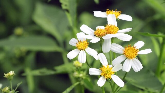 Bidens alba or spanish needle is a wildflower found in meadows, serving as a nectar source for pollinators. It is a rapidly spreading weed, but is used medicinally.